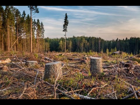 "Экология" -  посвящаю эту свою песню Главному лесничему Смоленщины Юрию Шарину