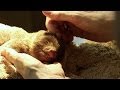 Baby sloth gets rescued