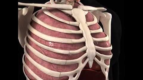 Vị trí giải phẫu Tim trong lồng ngực