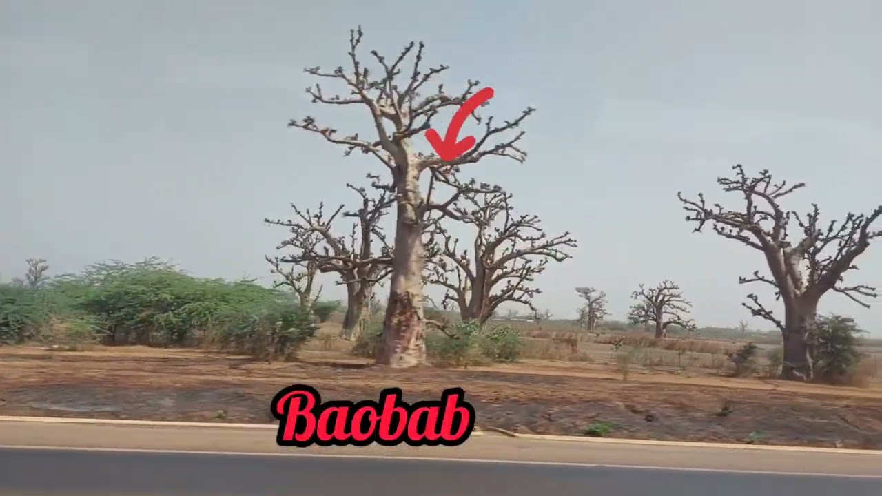 Senegal 2024 🇸🇳