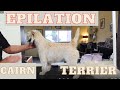 Cairn Terrier épilation intégrale, étape par étape (2). の動画、YouTube動画。