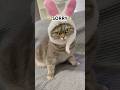 ⚠️SPOOKY⚠️#catshorts #cat #kitten #cute #meow #funny #pets
