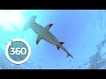 Swimming with Hammerhead Sharks (360 Video)