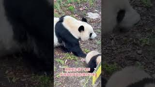 #大熊猫 神树坪盼月妈妈崽崽树上摔下来后盼月妈妈的抗摔打训练