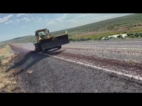 Mormon crickets taking over Idaho highway