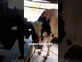 গরু #cow #foryou #animals #villagerlifestyle #shorts #viralvideo #video #viral