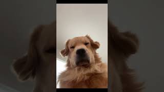 dogs being Dogs 😂 #dog #funnydog #puppy #dogs #gracioso #shorts #youtubeshorts #lol #parati #fypシ