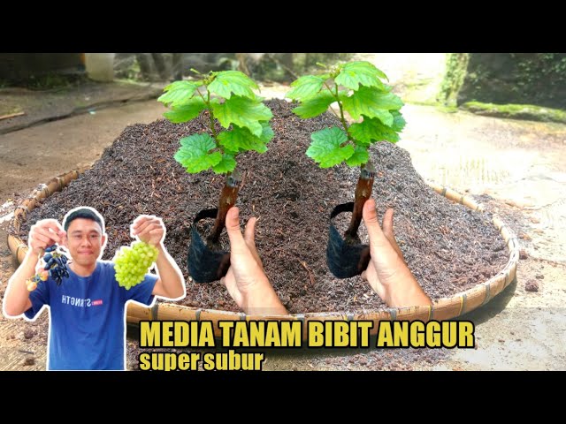 Media Tanam Terbaik Untuk Bibit Anggur‼️🔥🔥🍇 class=