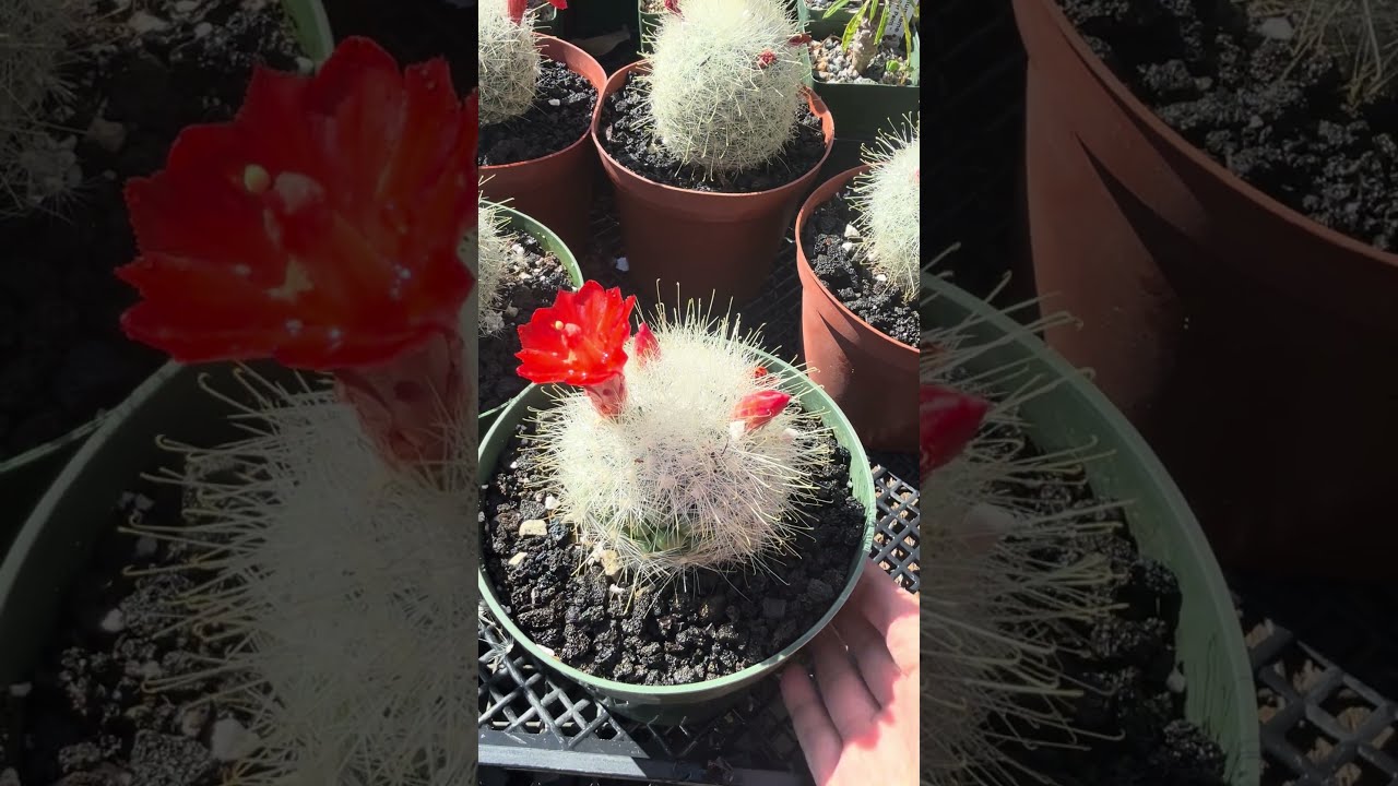 Vivid red flowers and bright white spines on Mammillaria senilis  -  YouTube