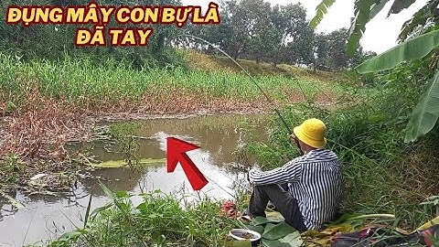 Địa Địa Chổ Nào Cá Thác Lác Ục Nhiều Thả Mồi Là Giật Liền Con Có Cá Chả Ăn