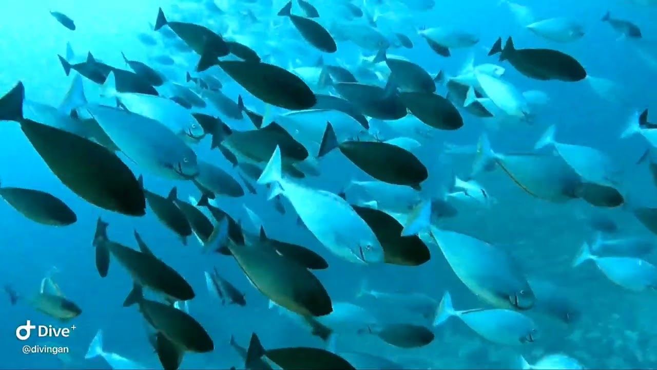 トライアングルの魚影完全ガイド｜ハンマー・タマン大群・バラクーダ