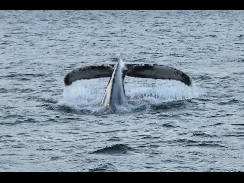 Videó: Hosszúszárnyú Bálna Ugrik A Levegőbe Közvetlenül A Bálnafigyelő Csónak Mellett
