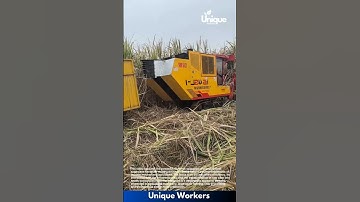 Harvesting sugarcane with a machine: machine harvesting sugarcane with a machine