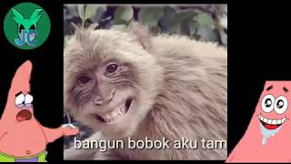 Emang Lagi Tamvansiti Badriah V.monyet