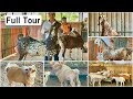 Full tour of exotic goat farm padgha near mumbai