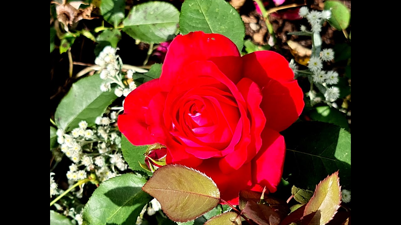 The Last Rose of Summer (unknown, arr. William Dressler)