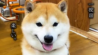 １投目に全ての情熱を置いてきた柴犬