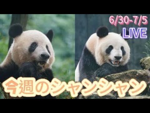 シャンシャン様♡の２歳シャンちゃん♡シャオたんレイたんBirthdayふるせっと シャンシャン様♡の2歳シャンちゃん♡シャオたんレイたん