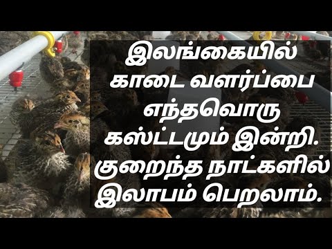 இலங்கையில் சிறு தொழிலாக காடை வளர்ப்பை மேற்கொள்ள லாம். /vanni Vivasae - வன்னி விவசாயி