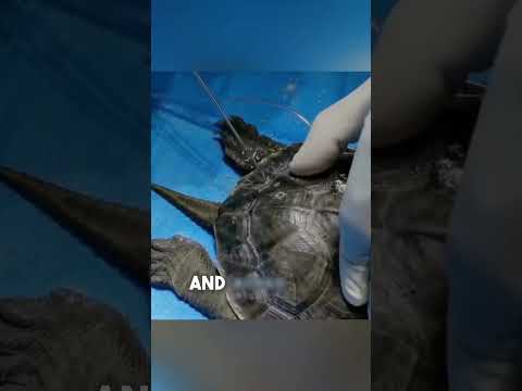 This turtle looked like a tiny cybernetic survivor 😲