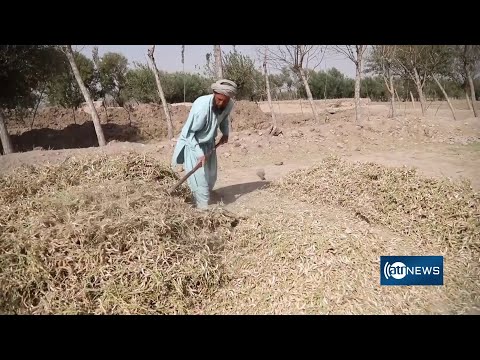      خشکسالی های اخیر در هرات دهقانان را متضرر ساخته است