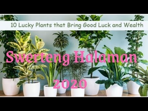 10 Lucky Plants that Brings Wealth, Health and Love to Your Home 2021