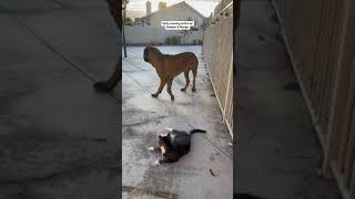 Can my Dog and cat be friends? #dog #dogs #cutedog #funnydogs #shorts