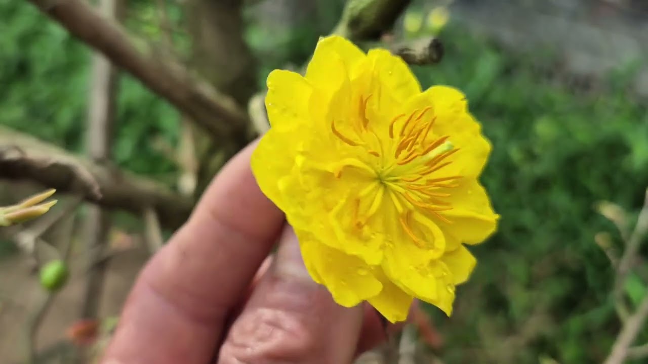 Cuc hoa hồng 1cốt lh 0976241776