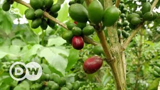 Climate-friendly coffee farming in Costa Rica | DW English