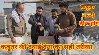 Download Lagu Kabutar ki Dawai dene ka sahi tarika MP3