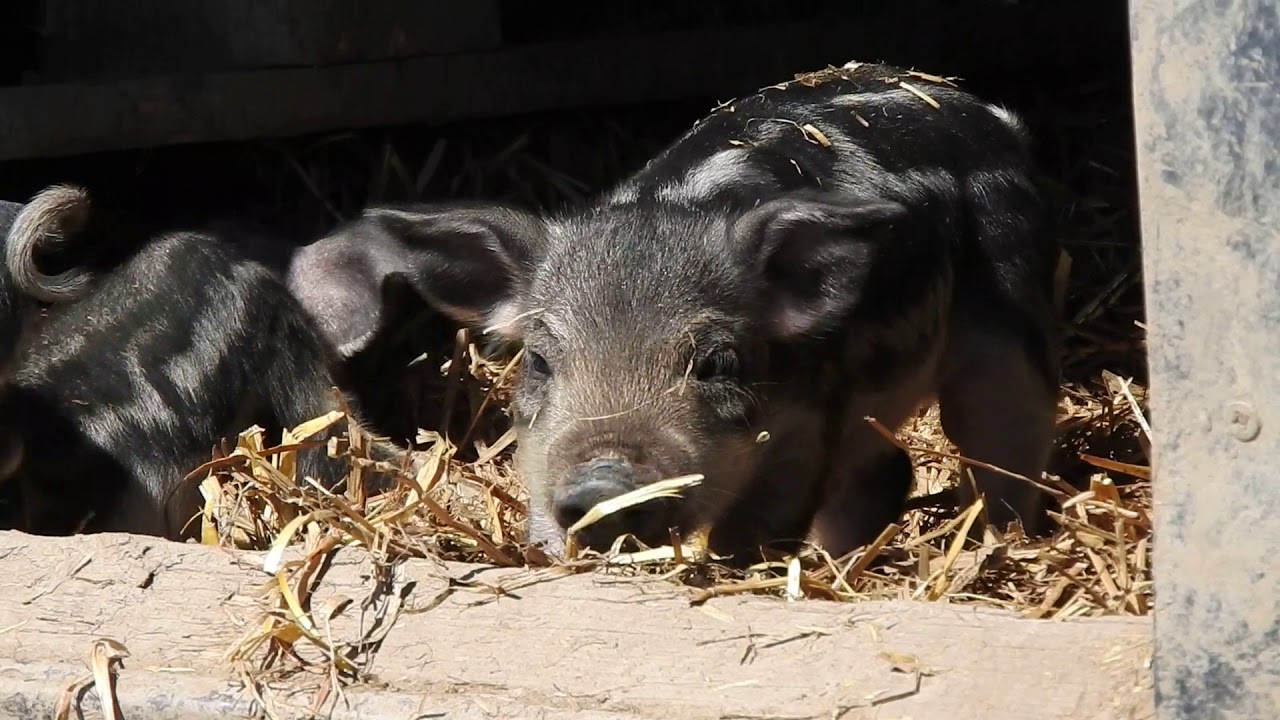 とっても可愛いウーリーピッグの子豚ちゃん うり坊 Wooly Pig Piglets 18 0402 Youtube