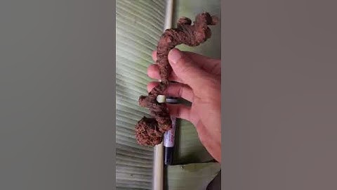 #sâm_ngọc_linh củ SÂM RỪNG xịn vừa ra khỏi rừng, bìu sâm to nặng 75gam, dài 30cm, 29 mắt quá già