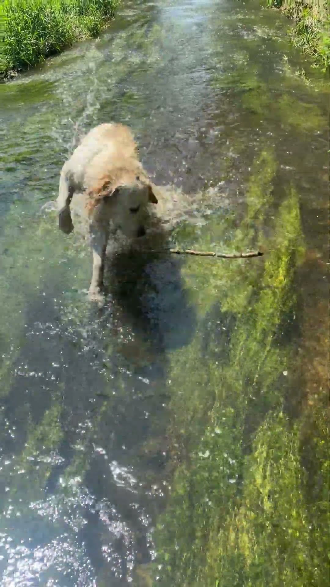 When Your Golden Forgets the Stick He Was Playing With || ViralHog