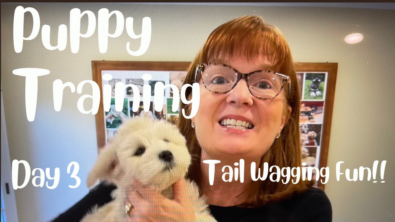 new-puppy-here-s-how-to-socialize-train-an-8-week-old-puppy-day-3