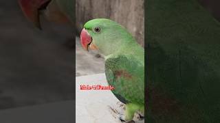 Male Ya Female   Kaunsa Le parrot alexander alexenderparrot knoeledge viral birds