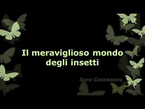 Il meraviglioso mondo degli insetti