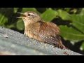 Wren Bird Singing and Sunbathing on A Hot Shed Roof