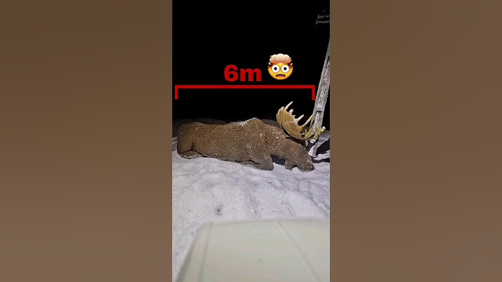 giant moose #specialeffects #animals