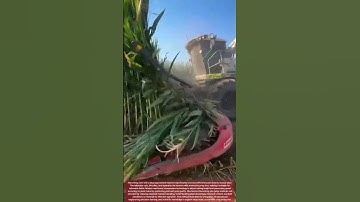 Efficient Corn Harvesting with Large Scale Agricultural Machinery