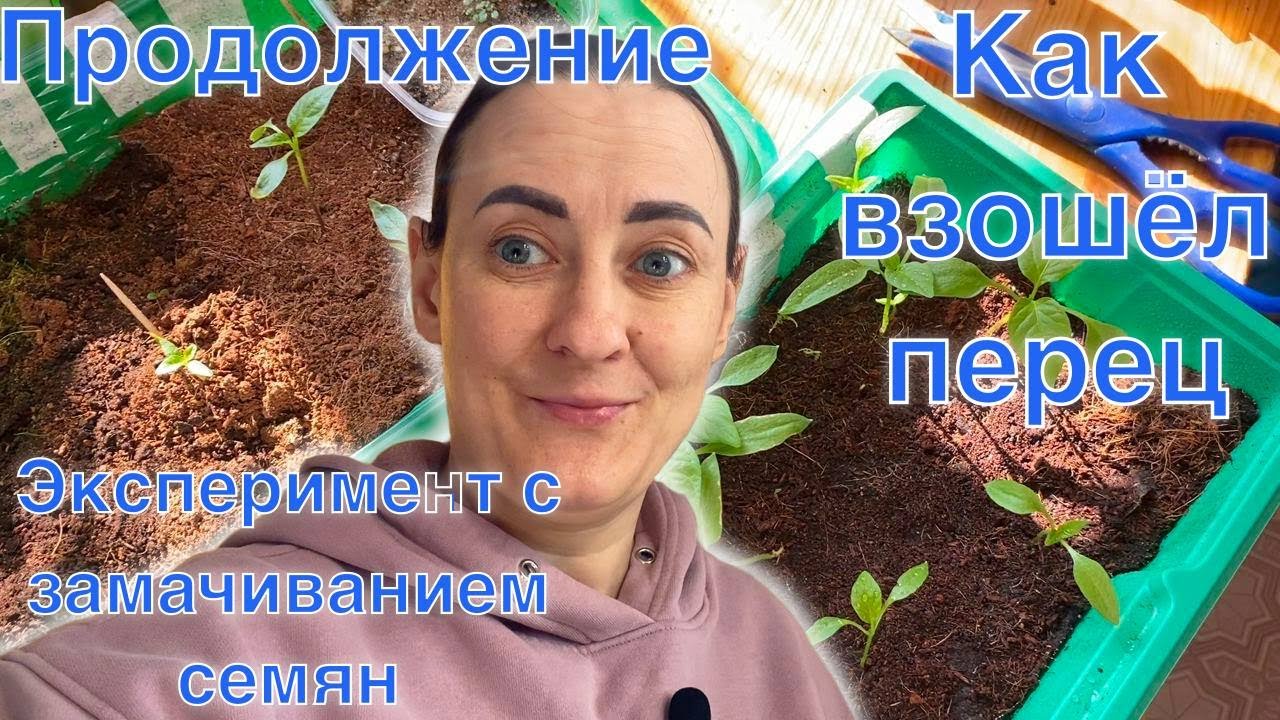 Эксперимент с замачиванием семян продолжается... Результаты по ...