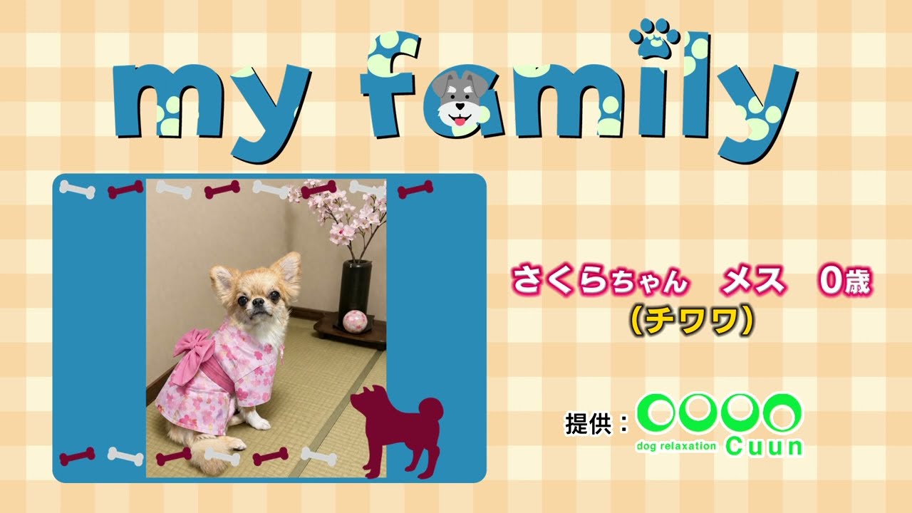 my family #63 さくらちゃん ＃チワワ - YouTube