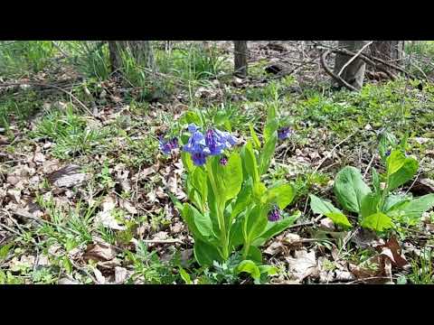 Video: Hoe Virginia Bluebells te kweken: Virginia Bluebells planten in tuinen