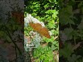 Бабочки и цветок#shortsvideo#любовь #природа #красиваямилодия