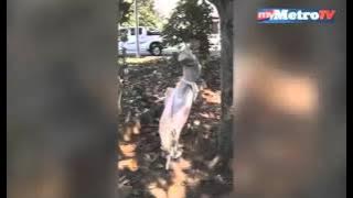 Misteri pocong terbongkar