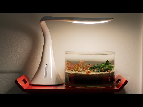 Setup // No Filter, No Co2, No Ferts 1.5 Gallon Walstad Vase
