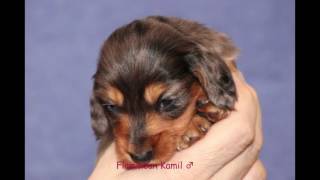 Flammean Kennel, K2-Litter, Born 04.02.2017, Vaasa Finland