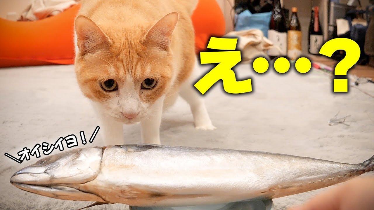 猫たちのおやつに巨大な魚をあげたら猫から笑顔が消えました - YouTube