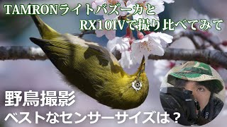 自分にとって野鳥撮影でベストなセンサーサイズは？～ レンズの解像力、ノイズ等を比較してみて ～