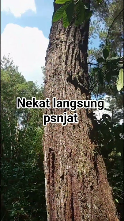 ga bikin sigey langsung pnjat,, #panenmadulebahapisdorsata
