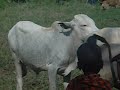 cattle spraying in karamoja